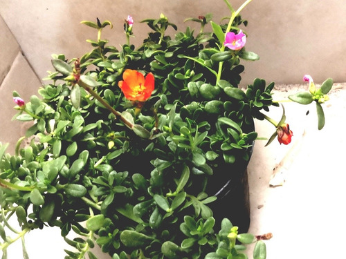 Semillas Mix Portulaca / Amor De Un Rato