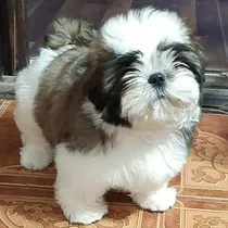 Comprar Shih Tzu Cachorros