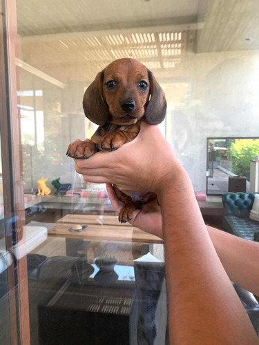 Imagen 4 de 8 de Preciosos Cachorros Salchicha Dachshund Mini