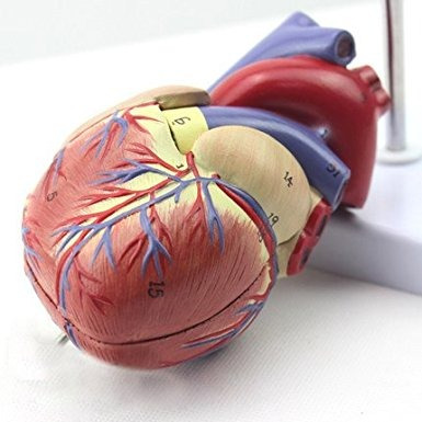 Genuina 1: Cardiología Médica Modelo De Enseñanza Anatomía C