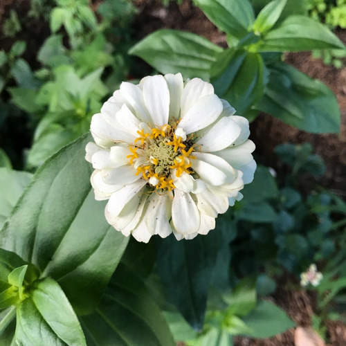 Semente De Zinnia Dobrada Califórnia Branca Flor | MercadoLivre