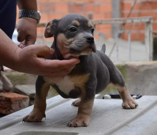 Espectacular Cachorro Bully