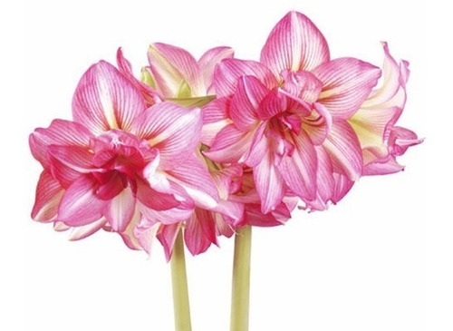 15 Bulbos De Flores - Açucena - Rosa - Vermelho- Branco | Parcelamento sem  juros