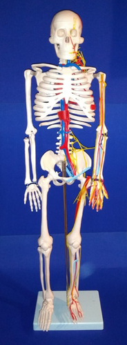 Modelo Mini Esqueleto C/nervios Y Arterias -anatomia Estudio