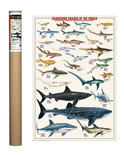 Eurographics  póster De Tiburón, Impresión 24 x 36
