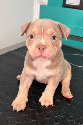 American Bully Cachorros Registro Abkc Al Día