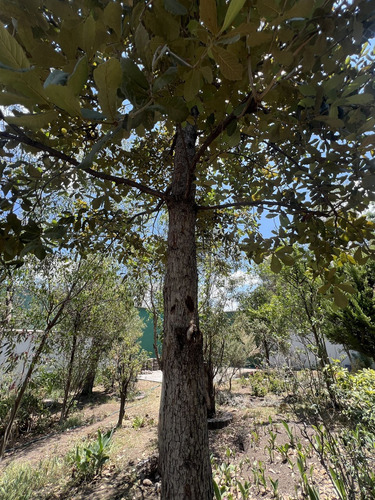 Vendo El Mejor Terreno De Bosques De Viena