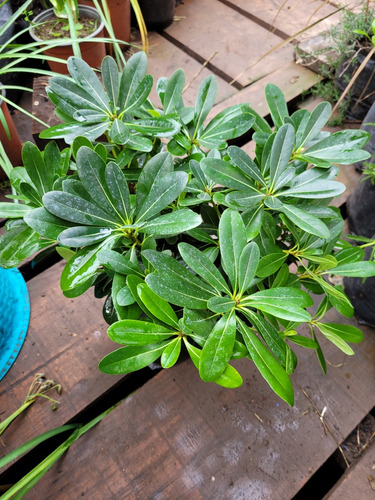 Pitosporum Tobira Enano Arbusto