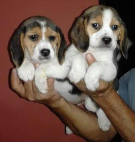 Cachorros Beagle 13 Pulgadas Miniaturas