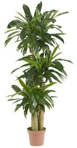 Casi Natural 6584 Sorteo De Maíz Dracaena Planta De Seda