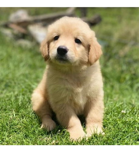 Golden Retriever Hembra Disponible