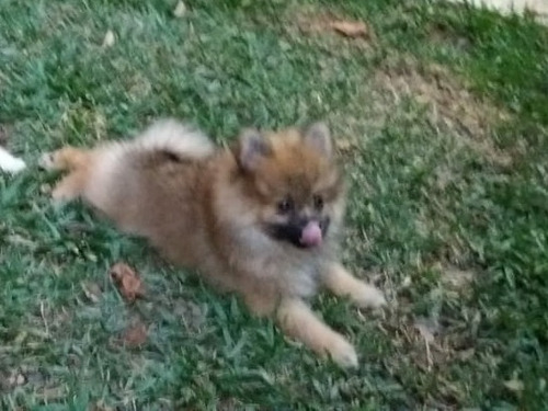 Spitz Alemão 12xsem Juros