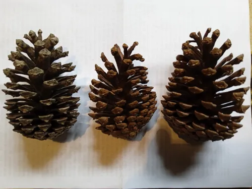 comprar Piñas De Pino Navideñas Naturales X Docena