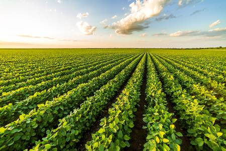 Campo Agrícola Ganadero En Chabas