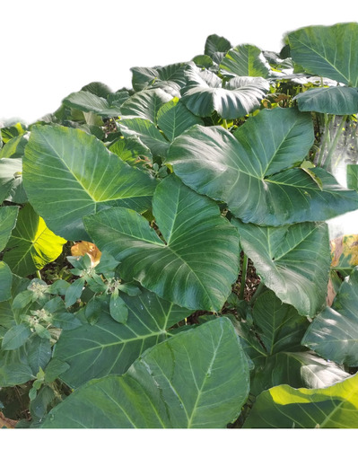 5 Mudas D Taioba Comestível Gigante+ 2 Estacas De Arapunobre