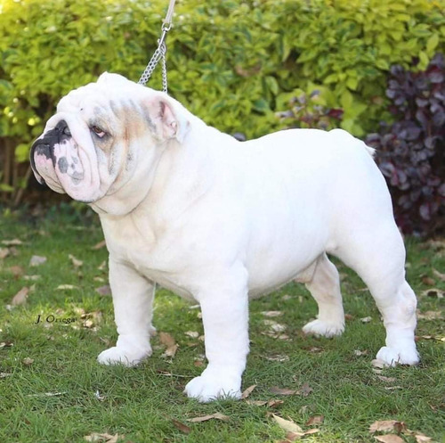 Imagen 7 de 7 de Hermosos Bulldog Ingles