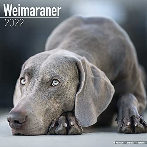 Weimaraner Calendar - Dog Breed Calendars - 2021 -.., de MegaCalendars. Editorial Dream Publishing en inglés