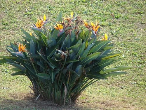 Strelitzia Reginae (ave Del Paraíso, Flor Del Pajaro) 10lts