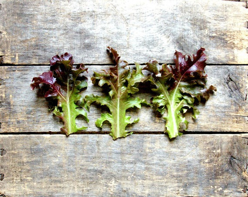 1 Libra De Semillas Lactuca Sativa. Lechuga Red Salad Bowl