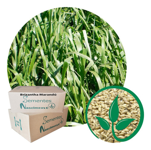 Sementes Brachiaria Brizantha 1kg + 1kg Brachiaria Decumbens