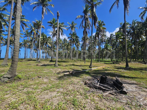 Terreno En Golfo De México, Playa Sol R/a Las Flores, Paraíso Tabasco