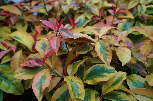 1 Pereskia Aculeata Vareigada Golden Importación Cactus