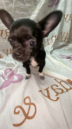 Cachorro Chihuahua
