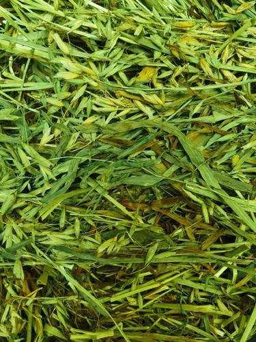 10kg De Heno De Avena 100% Orgánica