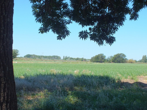 Campo 96ha, Luis Beltrán, Río Negro, Patagonia, Costa De Río.