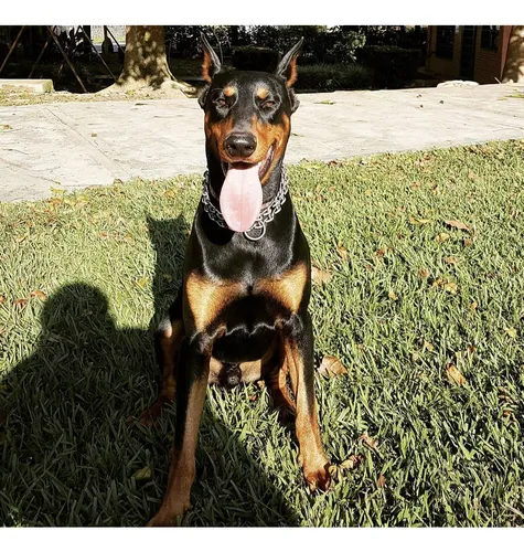 Doberman Macho Para Monta.