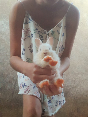 Animais Exótico - Coelho Nova Zelândia