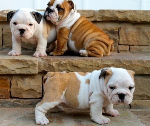 Perros Bulldog Ingles Hembra Mercado Libre Perros Bulldog Ingles Hembra Mercado Libre