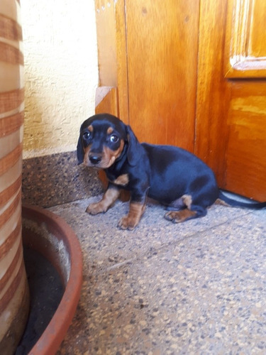 Cachorros Teckel Miniaturas