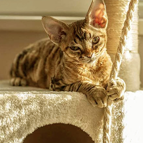 Rascador Rope Twine Cat