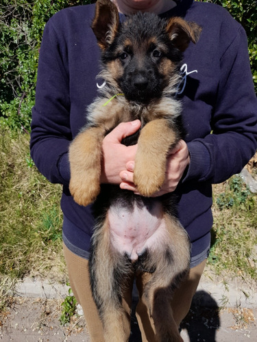 Cachorro Ovejero Aleman 