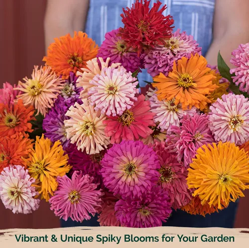 Kviter 1000 Semillas De Zinnia De Cactus Gigantes Para 2025