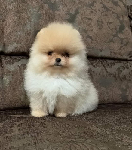 Cachorros Pomerania Lulu 