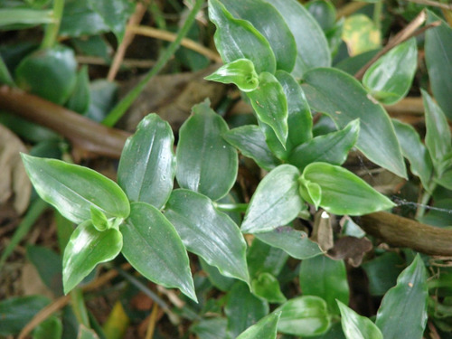 15 Plantas Tradescantia Fluminensis En Maceta N12