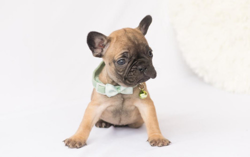 Bulldog Frances Macho Fawn.