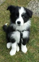 Comprar Border Collie
