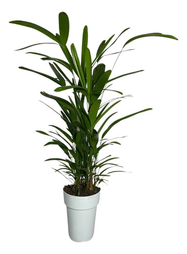 01 Muda Planta Raphis Excelsa Rafia Touceira Palmeira Ráfis