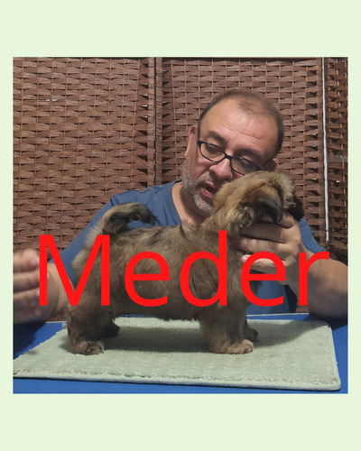 Imagen 8 de 9 de Shih Tzu