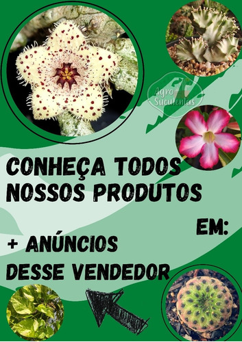 Cacto Melancia- Senecio Stapeliiformis, Planta Rara Coleção | MercadoLivre