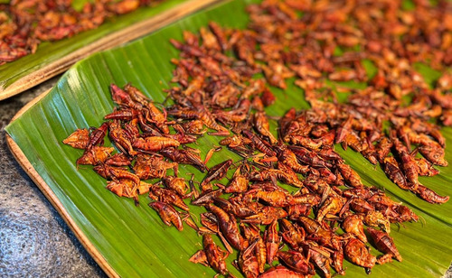 Chapulines Mini Oaxaqueño Comestible 1kilogramo Chile Y Ajo