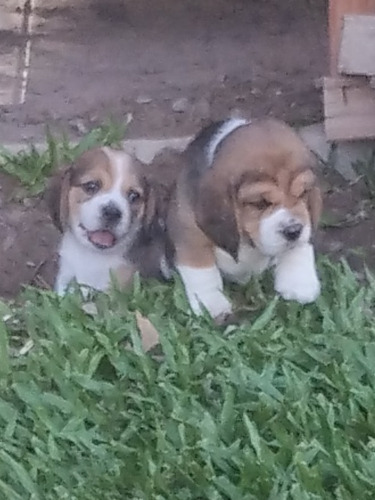 Imagen 2 de 5 de Cachorros Beagle