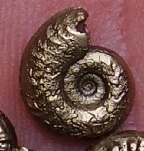 Amonita Fosil De Pirita 9 Mm Ammonite Piritizado Natural Dorado Oscuro (Usado)