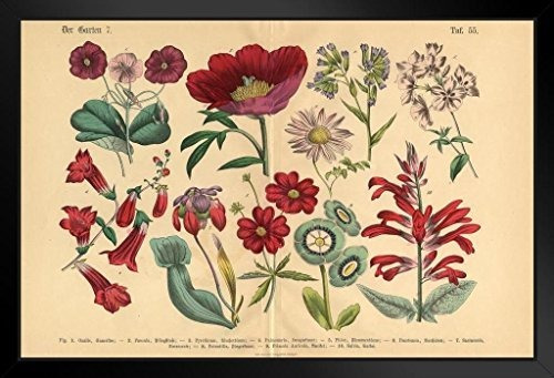 Flores Exóticas Rojas Ilustración Botánica Victoriana Póster | Envío gratis Flores Exóticas Rojas Ilustración Botánica Victoriana Póster | Envío gratis