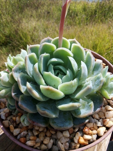 Imagen 1 de 10 de Echeveria Elegans Rosa De Alabastro -cultivo En 5pulgadas