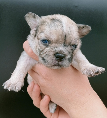 Se Venden Cachorros Bulldog Frances Exoticos Blanco