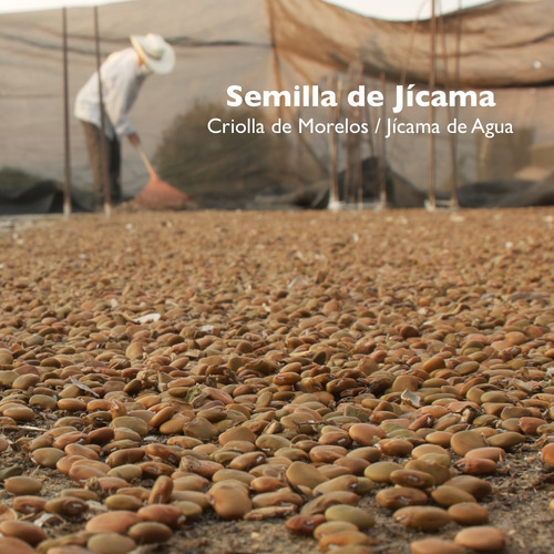 Imagen 2 de 3 de Semilla De Jícama - 10 Kg